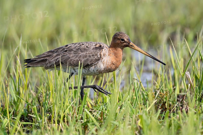 Black-tailed godwit (Limosa limosa), foraging, Ochsenmoor, Dümmer, Lemförde, Lower Saxony, Germany