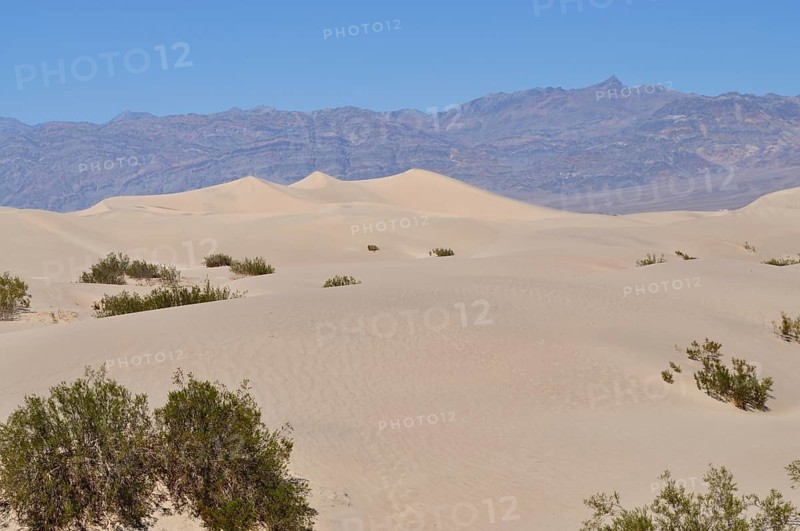 Wide sand dunes with scattered bushes against a mountain backdrop, Death Valley National Park, Mojave Desert, California, Nevada, USA