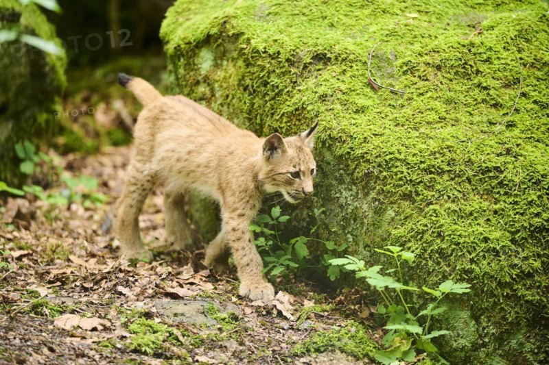 Eurasian lynx (Lynx lynx) youngster walking through a forest, Bavaria, Germany