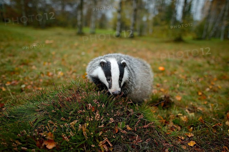Badger in forest, animal nature habitat, Germany, Europe. Wildlife scene. Wild Badger, Meles meles, animal in wood. European badger, autumn pine green forest. Mammal environment, rainy day. Wide angle