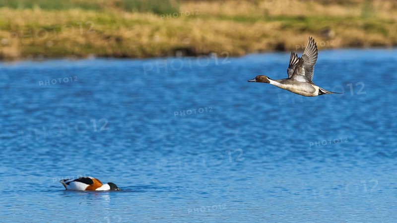 Northern Pintail, Anas acuta, male in flight over winter marshes