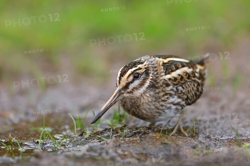 Zwergschnepfe, Lymnocryptes minimus Jack Snipe, Lymnocryptes minimus
