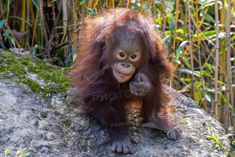 Orangutan (Pongo), baby, sitting on a stone, found in Borneo and Sumatra, captive