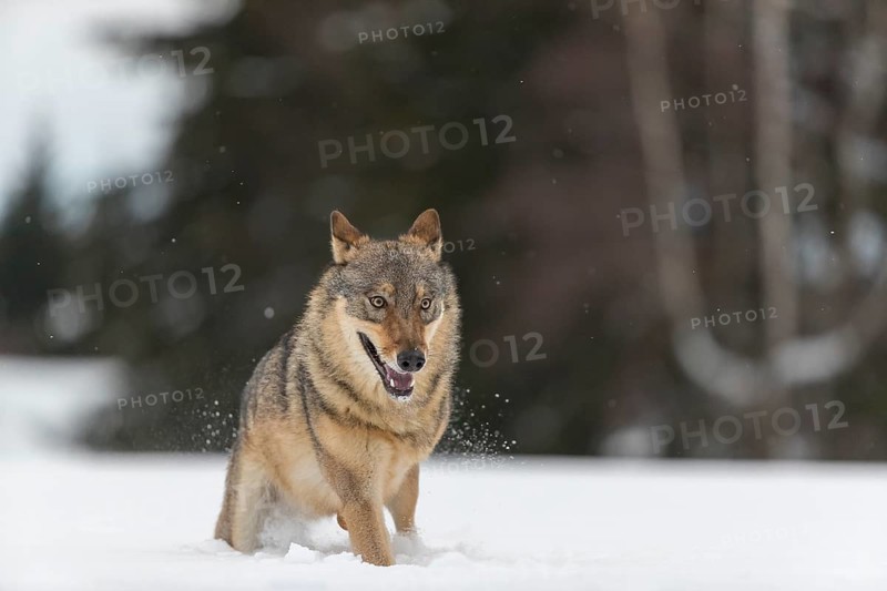 One male eurasian gray wolf (Canis lupus lupus) running thru deep snow with a forest in the background