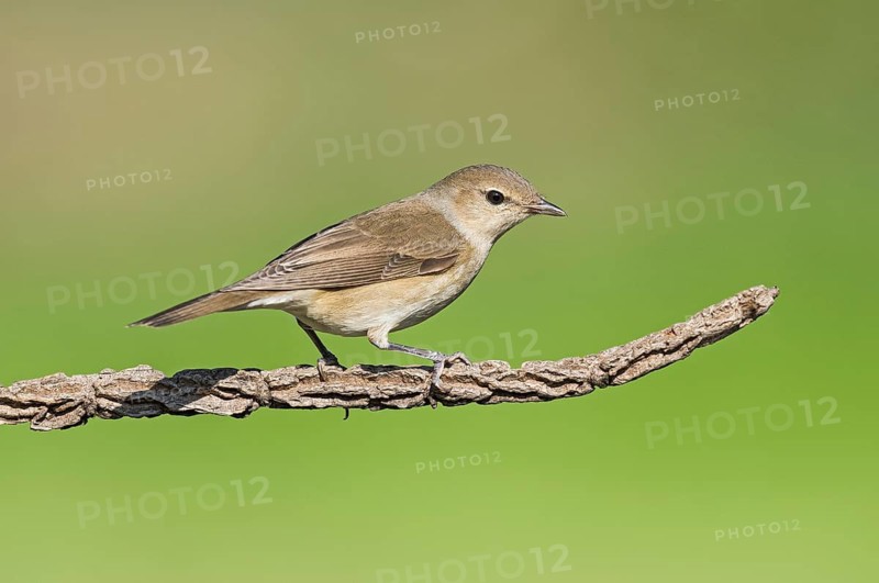Garden Warbler (Sylvia borin), Aosta Valley, Italy