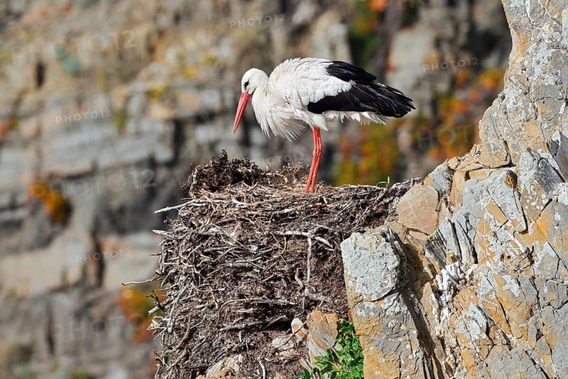 White stork (Ciconia ciconia) standing on a nest on the rocky coast, Parque Natural do Sudoeste Alentejano e Costa Vicentina, Alentejo, Portugal
