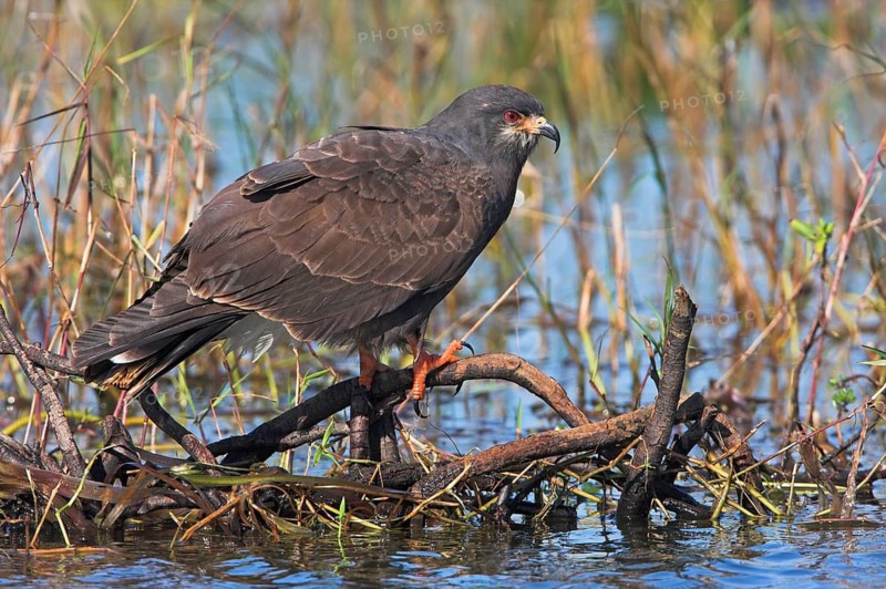 Snail Kite (Rostrhamus sociabilis), Florida, USA