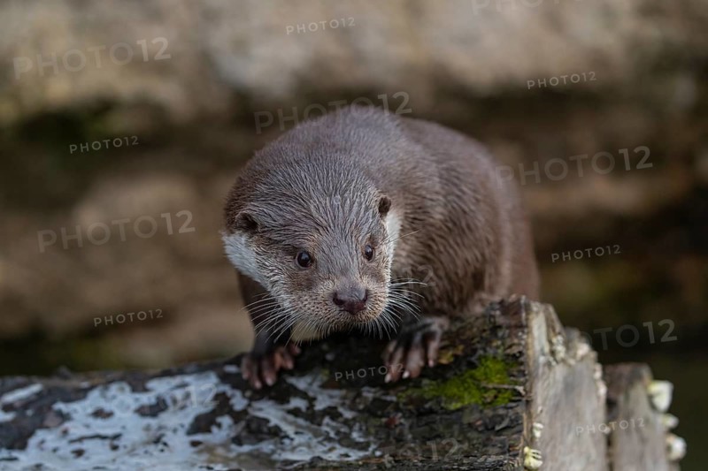 One Eurasian otter (Lutra lutra), resting on a log