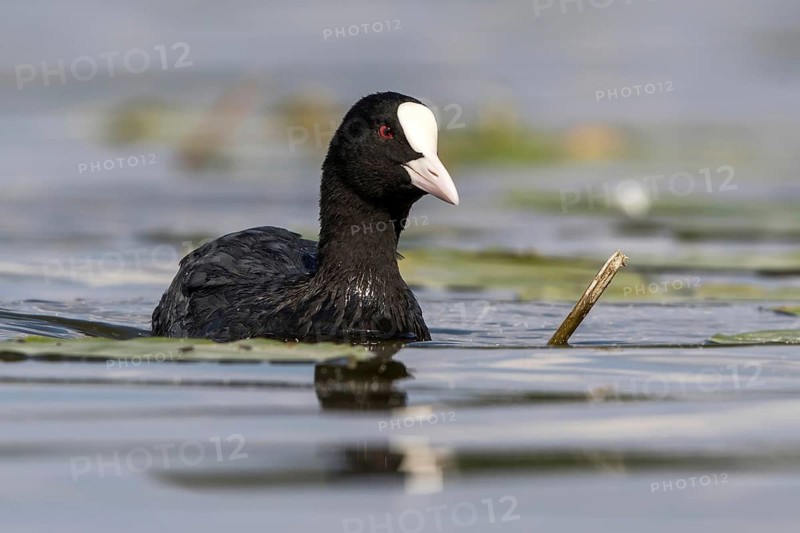 Eurasian Coot (Fulica atra), Mecklenburg-Western Pomerania, Germany