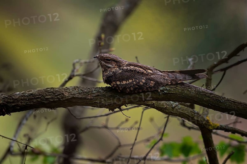 Nightjar (Caprimulgus europaeus) Nightjar, resting at dusk, master of camouflage, Middle Elbe Biosphere Reserve, Saxony-Anhalt, Germany