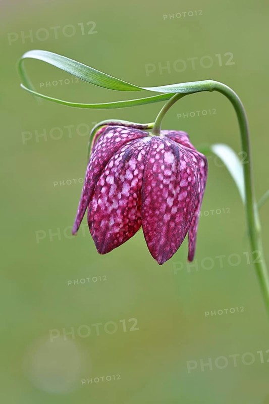 Snake's Head Fritillary (Fritillaria meleagris), single flower in a meadow, close-up, inflorescence, early bloomer, spring, Wilnsdorf, North Rhine-Westphalia, Germany
