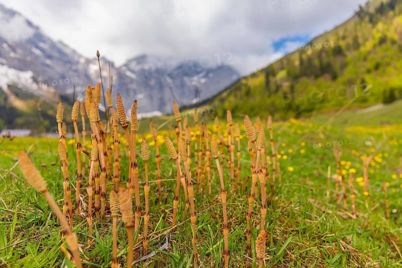 Equisetum, horsetail (snake grass, puzzlegrass) growing at the Nature conservancy area Grosser Ahornboden. in springtime. Karwendel Mountains, Austria