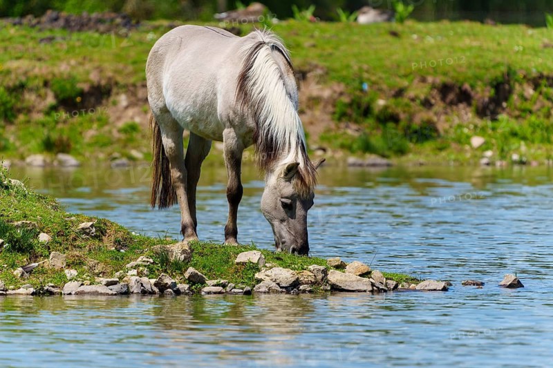 A horse grazing on the bank of a body of water and eating grass, Tarpan Horse (Equus ferus) France
