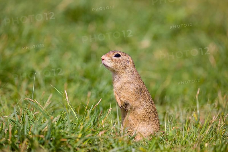 A European ground squirrel (Spermophilus citellus) or European souslik stands erected in green grass