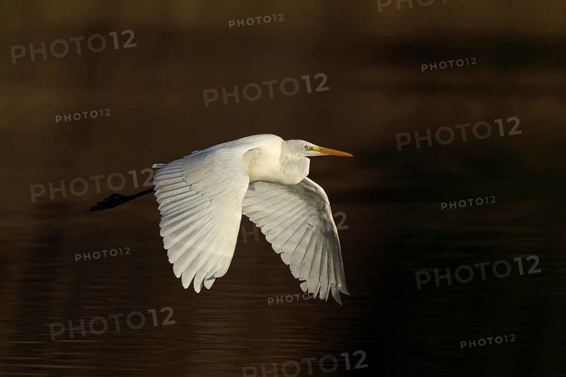 Great white egret (Ardea alba) adult bird flying over a lake, Suffolk, England, United Kingdom