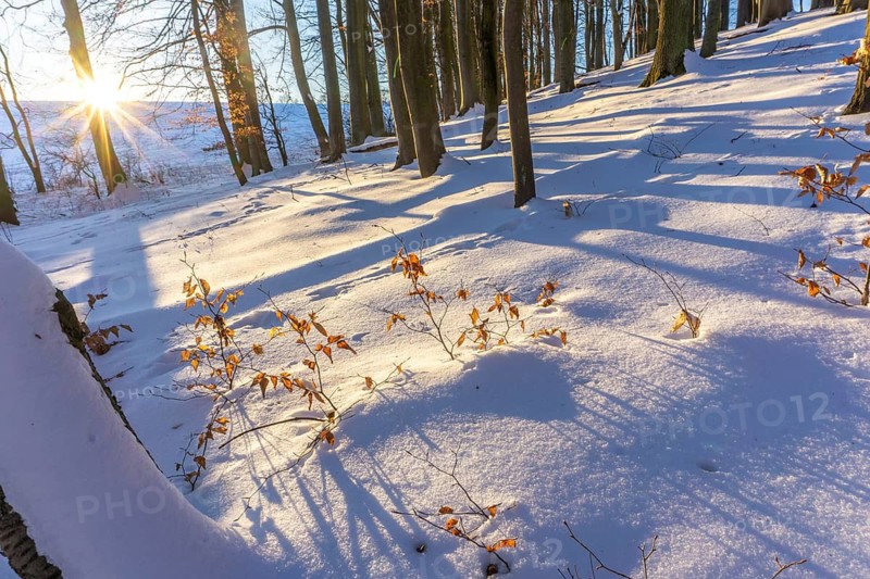Snow-covered forest with sun in winter, Fröndenberg, North Rhine-Westphalia, Germany