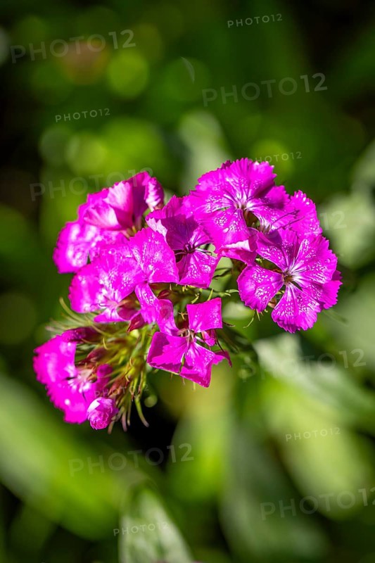 Close-up, sweet william (Dianthus barbatus), pink flowers against a green background, Ternitz, Lower Austria, Austria