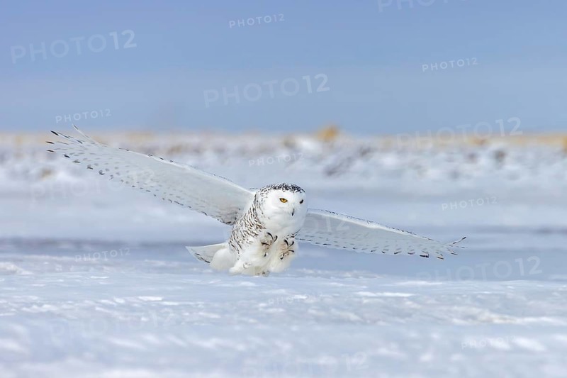 Hunting snowy owl, polar owl, Arctic owl (Bubo scandiacus) adult female in white camouflage colours flying over snow covered field in winter
