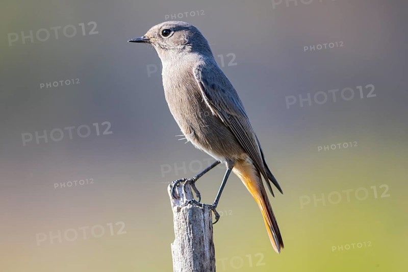 Redtail (Phoenicurus ochruros) Germany