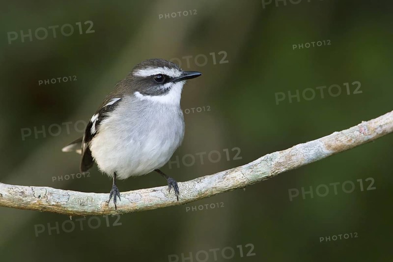 White-browed Robin (Poecilodryas superciliosa), Queensland, Australia
