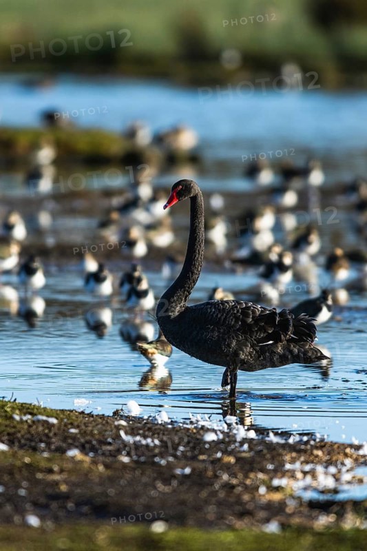 Black Swan, Cygnus atratus, bird on winter marshes