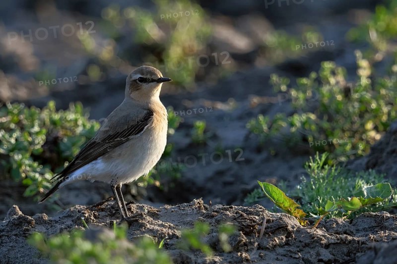 Rastend auf einem Acker... Steinschmätzer *Oenanthe oenanthe* während des Vogelzuges im Frühjahr