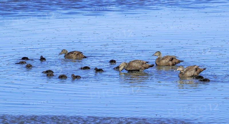 Crèche of common eider ducks (Somateria mollissima) females foraging with ducklings along the North Sea coast in spring