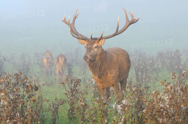 A stag with magnificent antlers in the misty morning light, red deer (Cervus elaphus), Bavaria