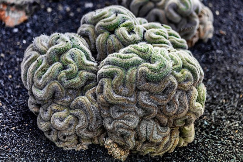 Mammillaria haageana, Jardin de Cactus with more than 10000 cacti by Cesar Manrique, Guatiza, Lanzarote, Canary Islands, Spain