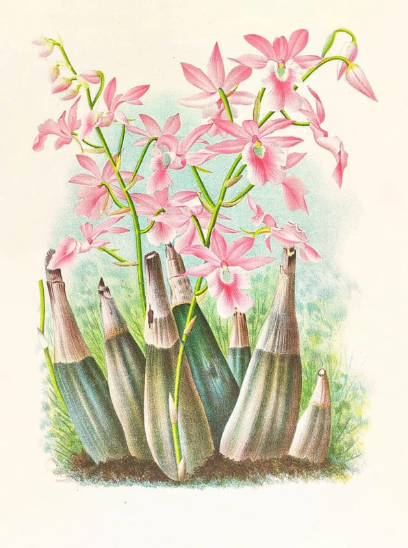 Orchid, Calanthe veitchi, authentic reproduction of an illustration by Jean Jules Linden (1817 - 1898), Luxembourgish-Belgian botanist, one of the fathers of orchid research, Historical