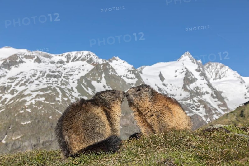 Two Alpine Marmot, Marmota marmota, resting on green grass, mountains in the distant background with blue sky, Grossglockner high alpine road, Hohe Tauern National Park