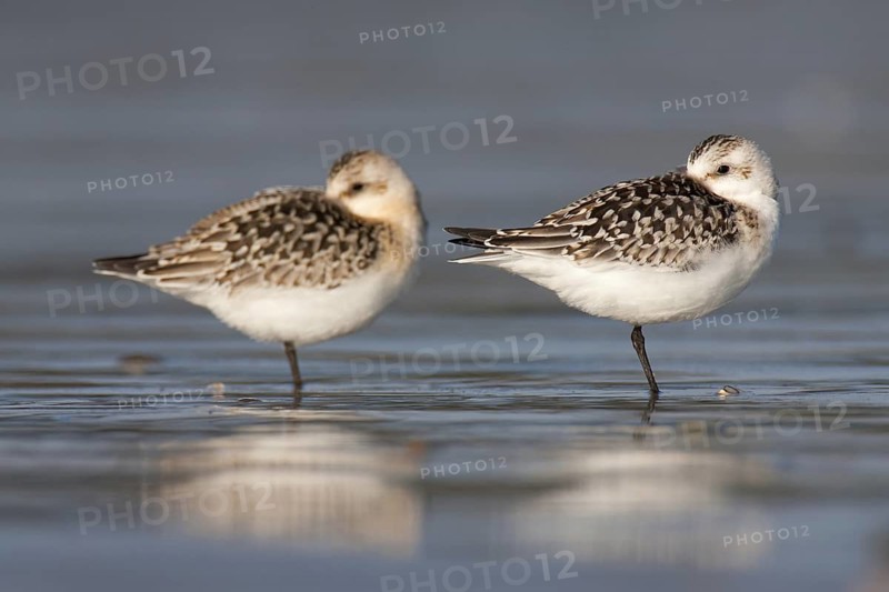 Sanderling (Calidris alba), Schleswig-Holstein, Germany