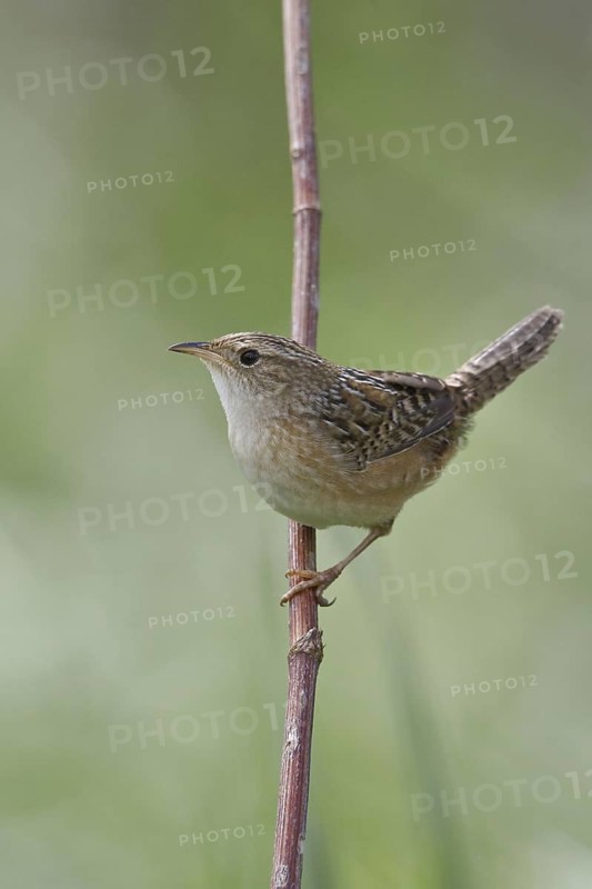 Sedge Wren (Cistothorus platensis), Manitoba, Canada