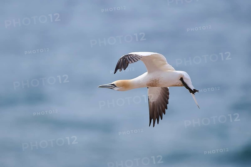 Northern gannet (Morus bassanus) flying over the sea, wildlife, Helgoland, Germany