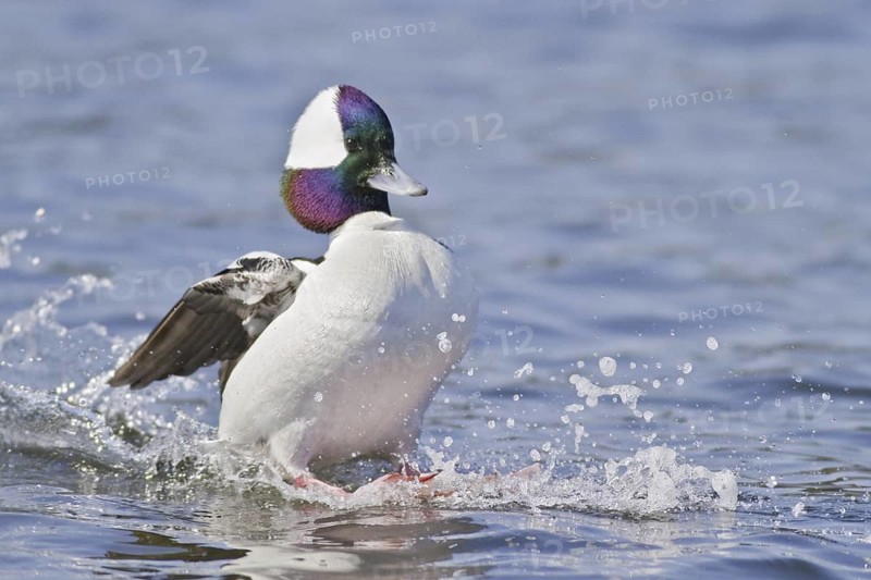 Bufflehead (Bucephala albeola) male flying, British Columbia, Canada