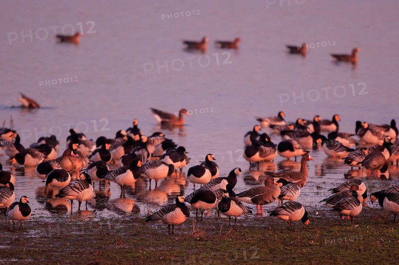 Barnacle Goose & Greater White-fronted Goose (Branta leucopsis & Anser albifrons), North Rhine-Westphalia, Germany