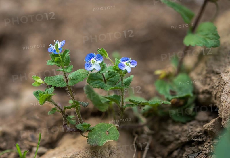 Brownroot, Persian speedwell, Persian honorary prize, plantaginaceae, scrophulariaceae, Veronica persica, plantain, birdeye speedwell, common field-speedwell, flora, large field speedwell, plants, plants