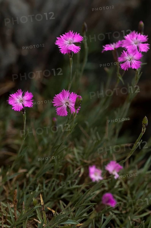 Caryophyllaceae, Cheddar Pink, Dianthus Gratianopolitanus, Rock Nails, Grenobler Carnation, Carnation, Peony Carnation, Flora, High Size, Portrait, Plants