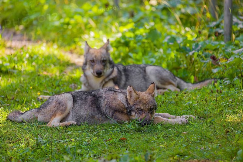 Two grey wolf pups (Canis lupus lupus) rest on a meadow in the shade of trees