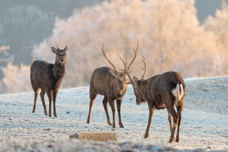 Two fighting Japanese sika deer stags (Cervus nippon nippon) stand on a meadow covered with hoarfrost in hilly terrain. A young male observes the scene. A forest covered in hoarfrost can be seen in the background