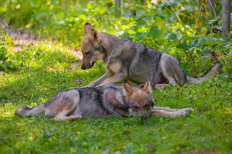 Two grey wolf pups (Canis lupus lupus) rest on a meadow in the shade of trees