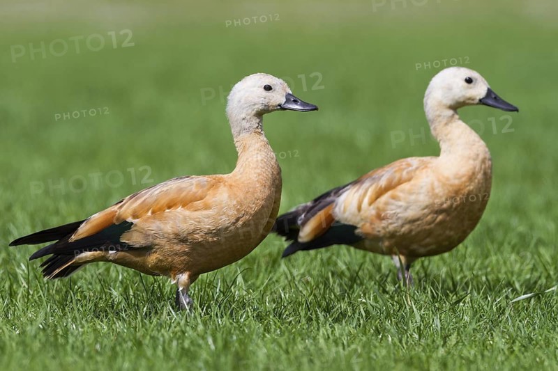 Ruddy Shelduck (Tadorna ferruginea) juvenile, Baden-Wuerttemberg, Germany