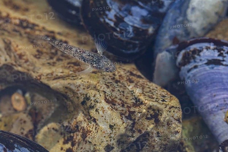 Male sand goby (Pomatoschistus minutus) foraging in a mussel bed (Mytilus edulis), mussel bed, edible, camouflage, beach, Baltic Sea, June, Denmark