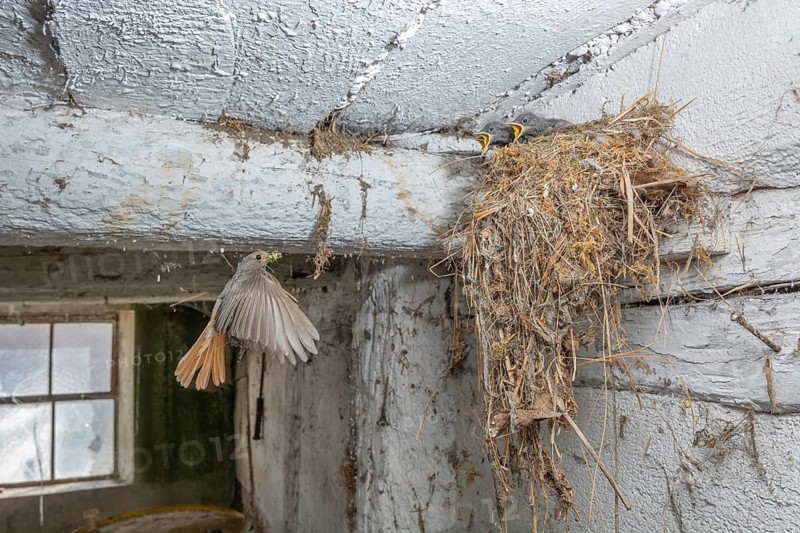 Black redshank (Phoenicurus ochruros) in flight to feed its chicks in the nest in an old barn. Bas rhin, Alsace, grand est, France