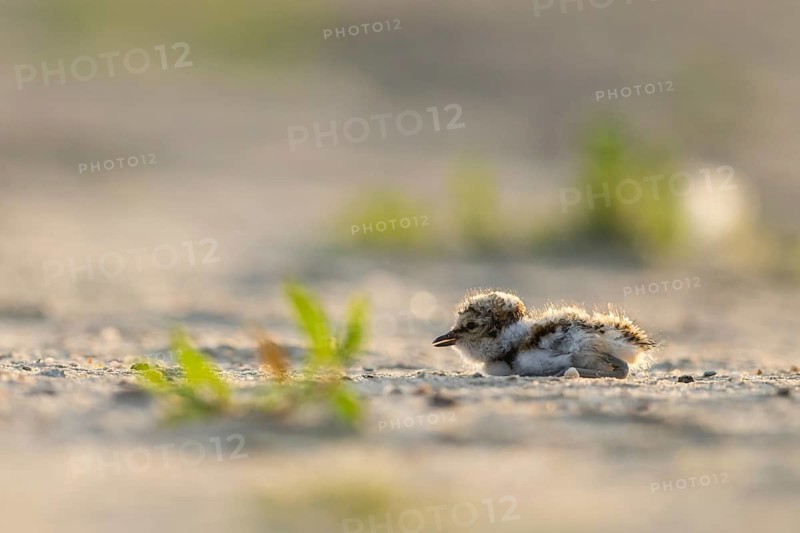 Little Ringed Plover (Charadrius dubius) chick, North Rhine-Westphalia, Germany