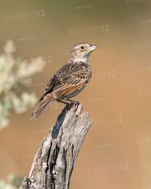Horsfield's Bush Lark (Mirafra javanica) perched on a branch, Victoria, Australia