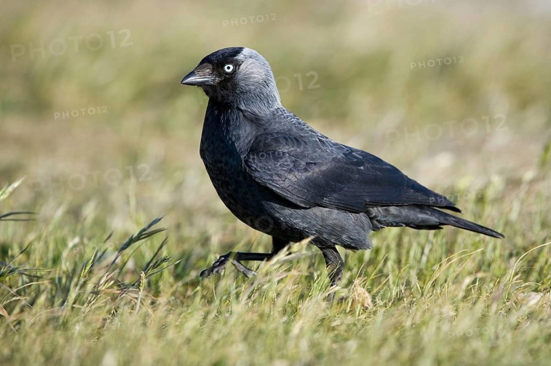 Western Jackdaw (Coloeus monedula), Texel, Netherlands