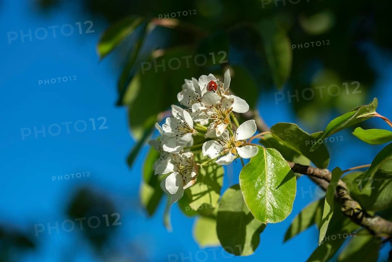 Pear, cultivated pear tree, pyrus communis, rosaceae, rose family, tree, pear blossom, trees, flora, plants, plants, tree