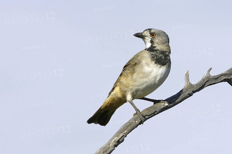 Crested Bellbird (Oreoica gutturalis) male, South Australia, Australia