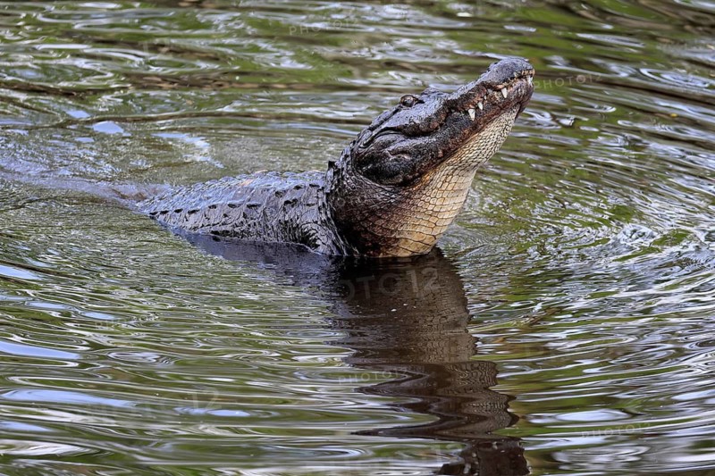 Mississippi Alligator (Alligator mississippiensis), pike alligator, adult, friendly, portrait, smiling, courtship, courtship, advertising, in water, Florida, USA, North America